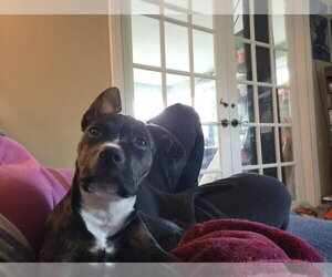 Mutt Dogs for adoption in Springdale, PA, USA