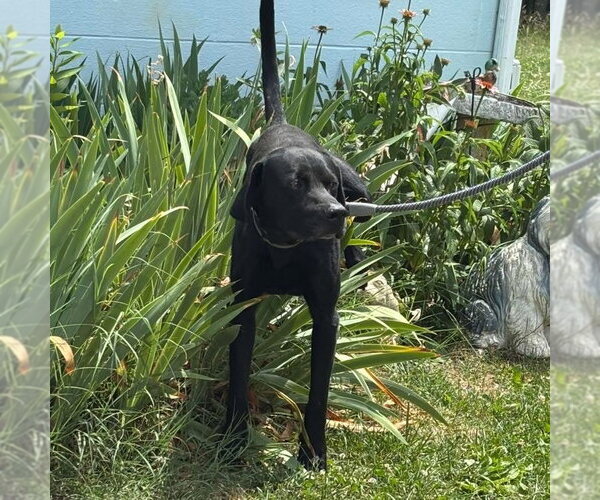 Medium Photo #3 Mutt Puppy For Sale in Rustburg, VA, USA