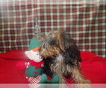 Small #4 Yorkshire Terrier