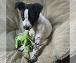 Small Mutt