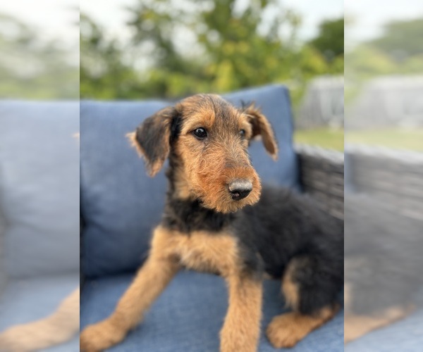 Medium Photo #14 Airedale Terrier Puppy For Sale in JOSHUA, TX, USA