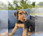 Small #13 Airedale Terrier