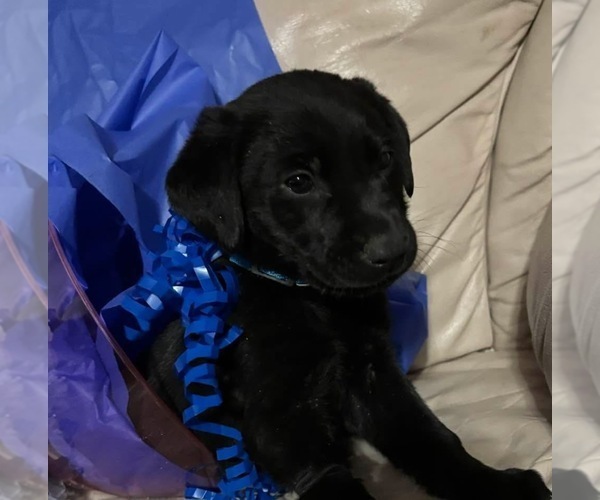 Medium Photo #1 Labrador Retriever Puppy For Sale in HARRISONVILLE, MO, USA