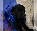 Image preview for Ad Listing. Nickname: Black Lab