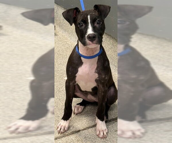 Medium Photo #1 American Staffordshire Terrier-Unknown Mix Puppy For Sale in Tallahassee, FL, USA