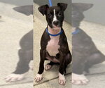 Small American Staffordshire Terrier Mix
