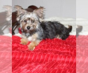 Havashire Puppy for sale in THAYER, KS, USA