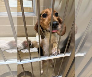 Beagle-Unknown Mix Dogs for adoption in Woodbury, NY, USA