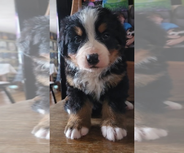 Medium Photo #6 Bernese Mountain Dog Puppy For Sale in HILLSBORO, OH, USA