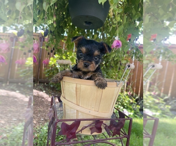 Medium Photo #4 Yorkshire Terrier Puppy For Sale in TACOMA, WA, USA