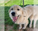 Small #4 Golden Pyrenees