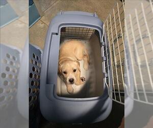 Pug-Unknown Mix Dogs for adoption in Houston, TX, USA