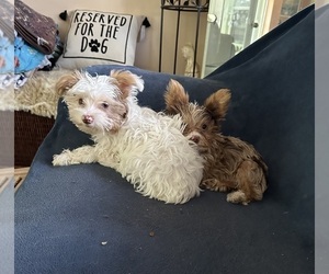 Yorkshire Terrier Puppy for sale in NORTH PORT, FL, USA