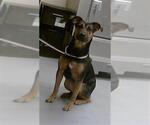 Small German Shepherd Dog Mix