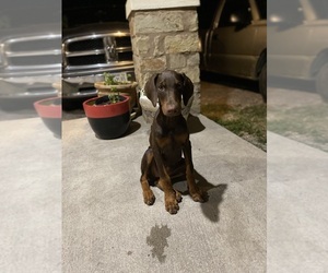 Doberman Pinscher Puppy for sale in AUSTIN, TX, USA