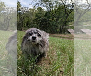 Pomeranian Dogs for adoption in Vail, AZ, USA