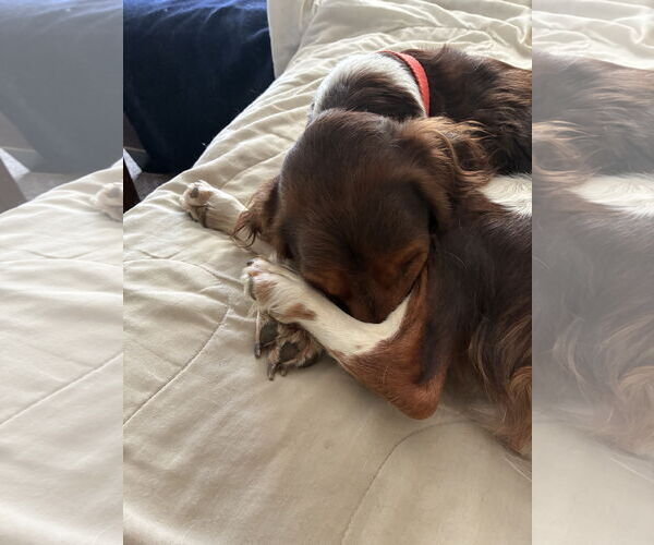 Medium Photo #5 Brittany Puppy For Sale in Curwensville, PA, USA