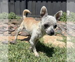 Small #19 Chihuahua