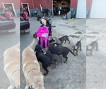 Small #20 Labrador Retriever