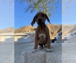 Small Photo #60 Rhodesian Ridgeback Puppy For Sale in MORONGO VALLEY, CA, USA