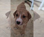 Small #1 Labrador Retriever Mix