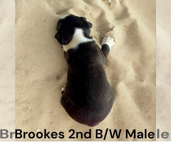 Medium Photo #5 Boston Terrier Puppy For Sale in EWING, KY, USA