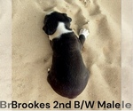 Small #4 Boston Terrier
