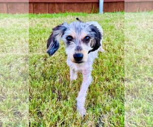 Mutt Dogs for adoption in Royse City, TX, USA