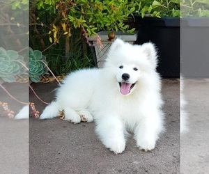 Samoyed Puppy for sale in MUNCIE, IN, USA