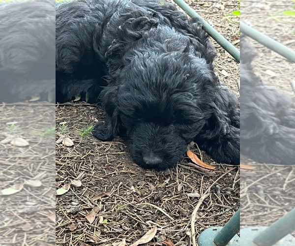 Medium Photo #4 Golden Mountain Doodle  Puppy For Sale in COLUMBIA, MO, USA
