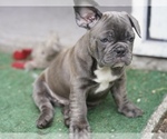 Small #10 French Bulldog