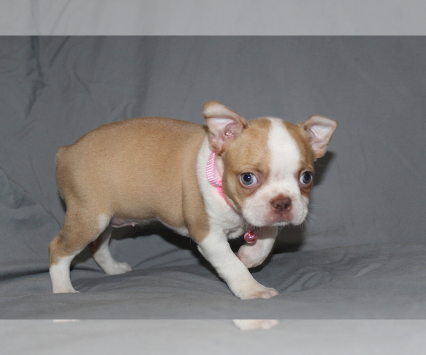 Medium Photo #1 Boston Terrier Puppy For Sale in BROOKSVILLE, FL, USA