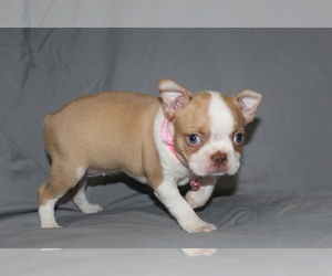 Boston Terrier Puppy for sale in BROOKSVILLE, FL, USA