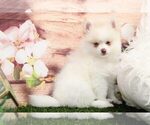 Small Photo #2 Pomeranian Puppy For Sale in MARIETTA, GA, USA
