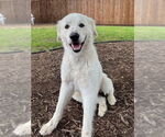 Small #6 Great Pyrenees