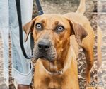 Small #3 Boxer Mix