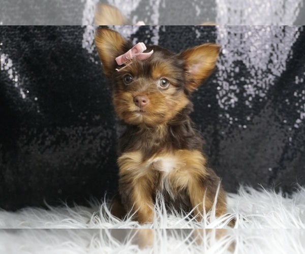 Medium Photo #3 Yorkshire Terrier Puppy For Sale in WARSAW, IN, USA