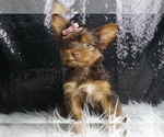Small Photo #3 Yorkshire Terrier Puppy For Sale in WARSAW, IN, USA