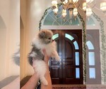 Small Photo #14 Pomeranian Puppy For Sale in WINDERMERE, FL, USA