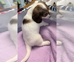 Small #4 Dachshund