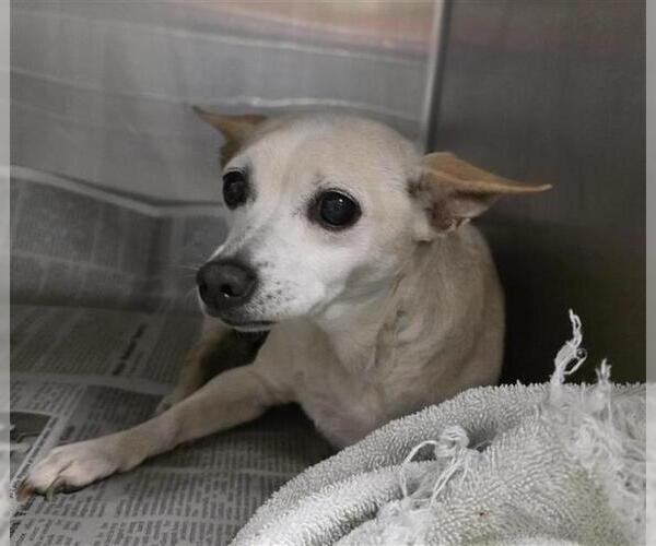 Medium Photo #1 Chihuahua-Unknown Mix Puppy For Sale in San Antonio, TX, USA