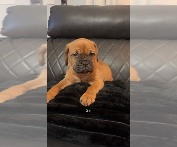 Medium Photo #8 Dogue de Bordeaux-Muscle Mastiff Mix Puppy For Sale in COOKEVILLE, TN, USA