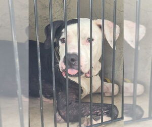 American Pit Bull Terrier Dogs for adoption in St. Cloud, FL, USA