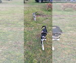 Small #17 Huskies  Mix