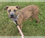 Small #1 American Pit Bull Terrier Mix