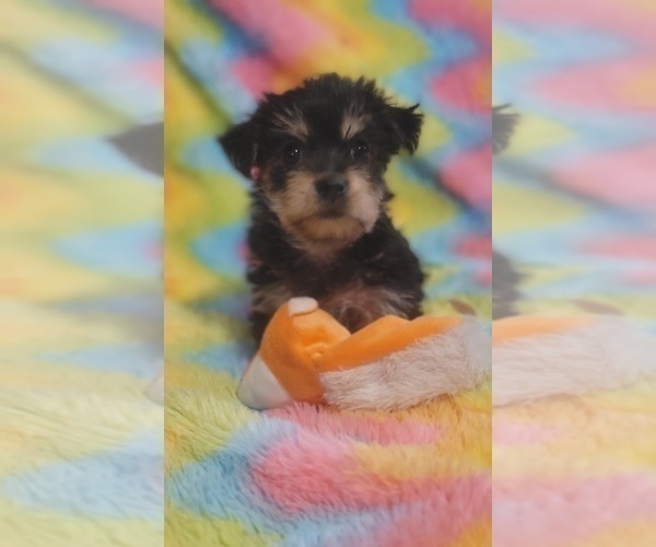 Medium Photo #42 Yorkshire Terrier Puppy For Sale in AKRON, OH, USA