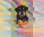 Small Photo #42 Yorkshire Terrier Puppy For Sale in AKRON, OH, USA