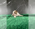 Small Photo #12 Boston Terrier Puppy For Sale in TULARE, CA, USA