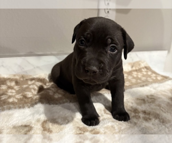 Medium Photo #5 American Pit Bull Terrier-Labrador Retriever Mix Puppy For Sale in HAINES CITY, FL, USA