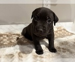 Puppy Shadow American Pit Bull Terrier-Labrador Retriever Mix